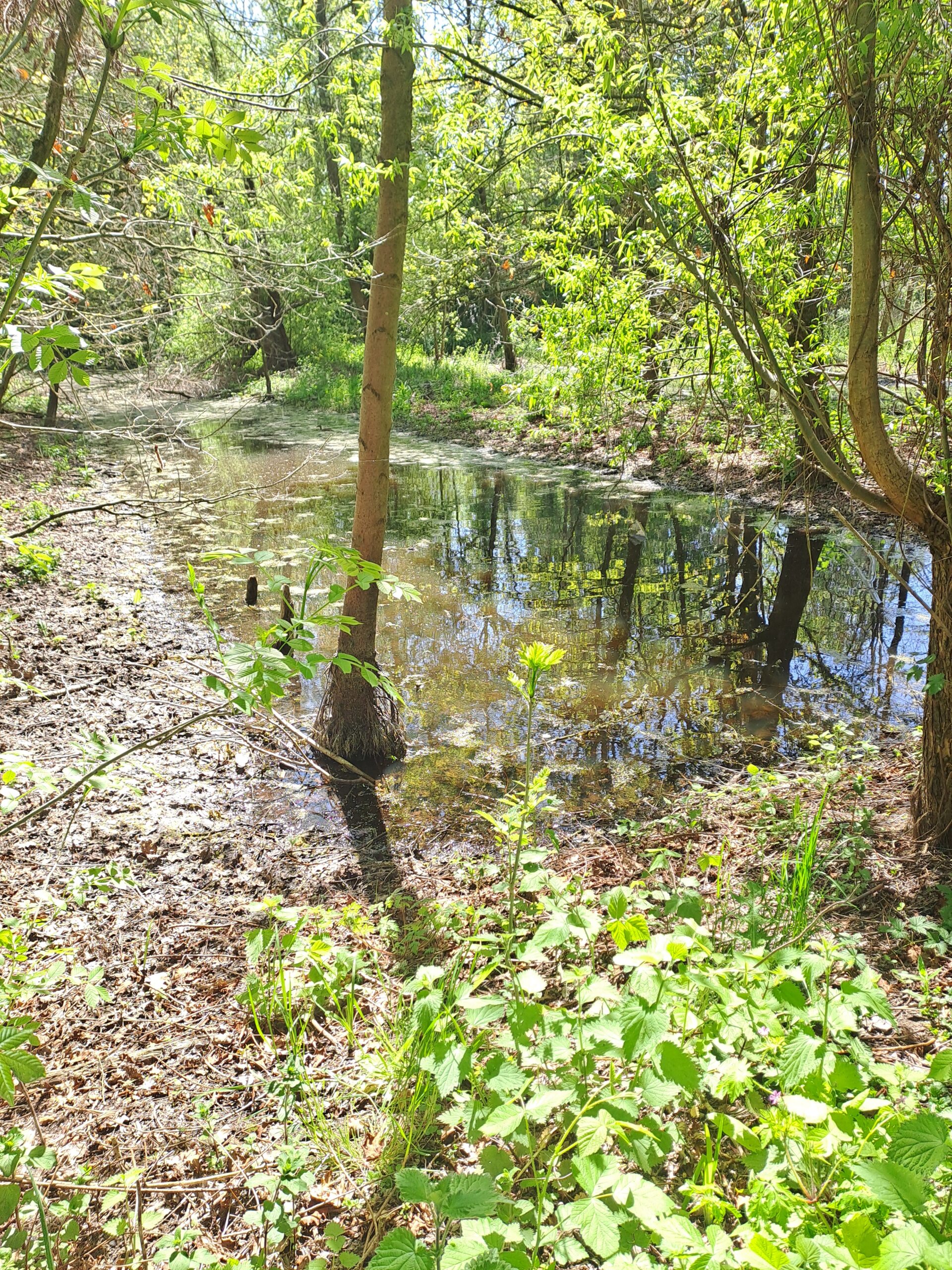 Paysage des Bois Rivaux, arbre entouré d'eau